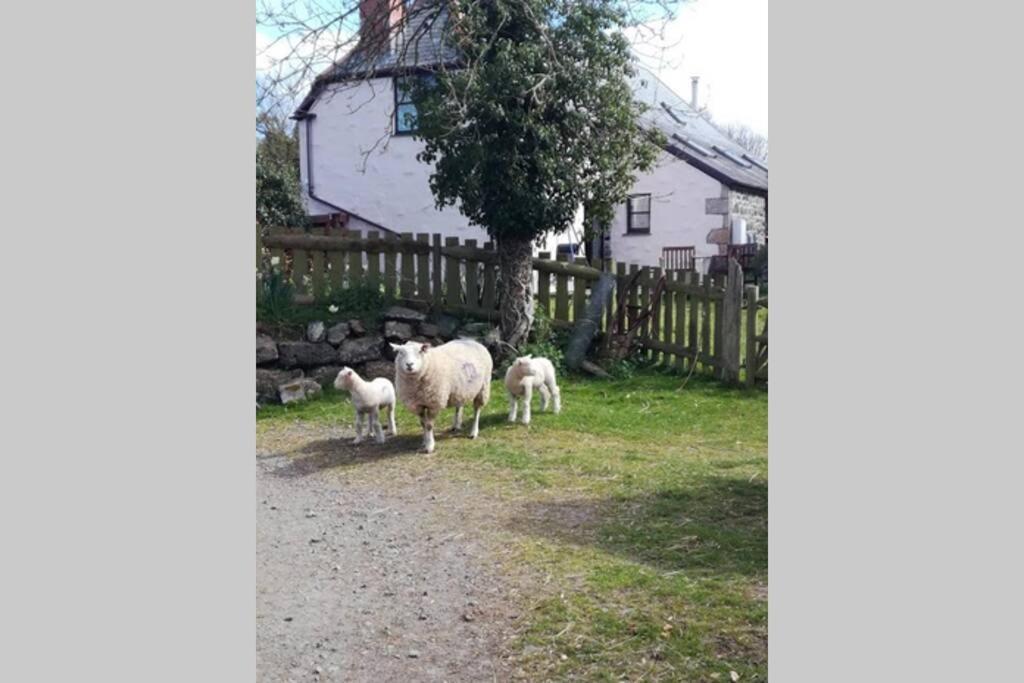 Farm Accommodation - The Lizard Peninsula, Cornwall Helston Exterior foto